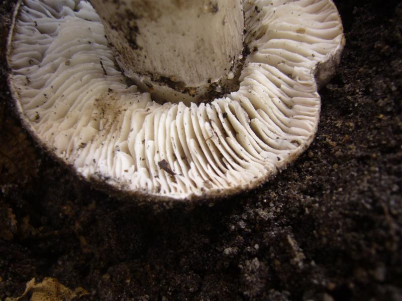 Tricholoma sp.